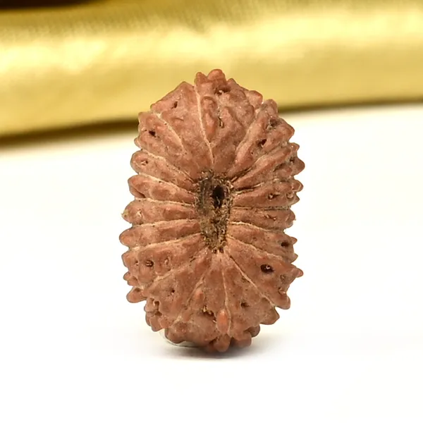 Techpandit_17_Mukhi_Rudraksha_Bead_From_Indonesia