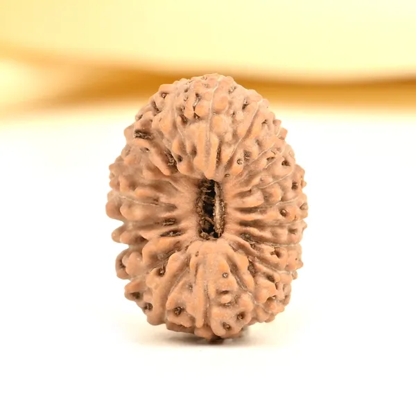 20_Mukhi_Rudraksha_Bead_From_Indonesia