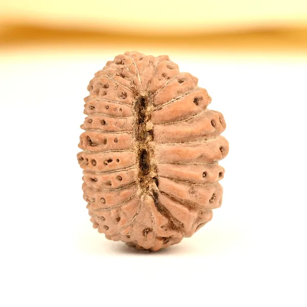 20_Mukhi_Rudraksha_Bead_From_Indonesia