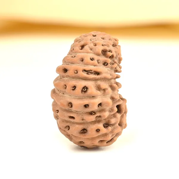 20_Mukhi_Rudraksha_Bead_From_Indonesia