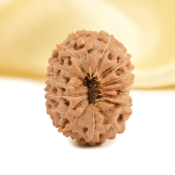 15_Mukhi_Rudraksha_Bead_Indonesia