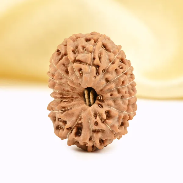 15_Mukhi_Rudraksha_Bead_Indonesia