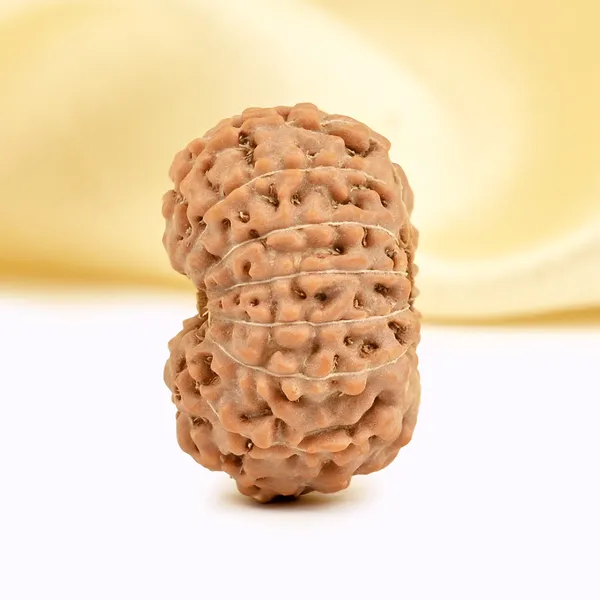15_Mukhi_Rudraksha_Bead_Indonesia