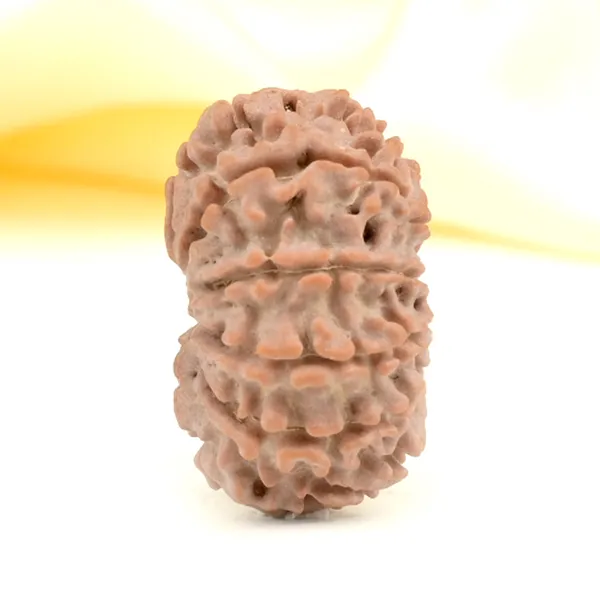 11_Mukhi_From_Nepal_Small_Cccxxix