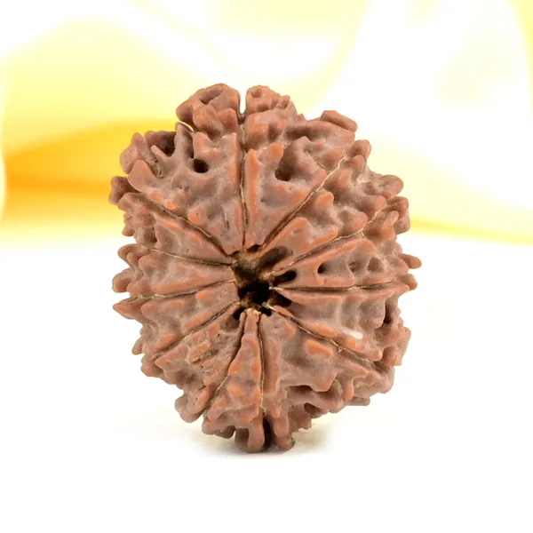 11_Mukhi_From_Nepal_Small_Cccxxix