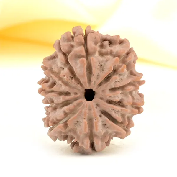 11_Mukhi_From_Nepal_Small_Cccxxix