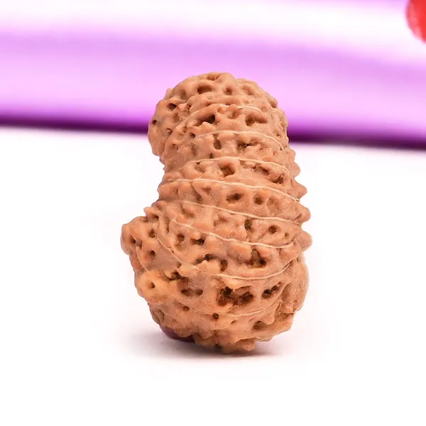 19_Mukhi_From_Java_Indonesia_Large_L