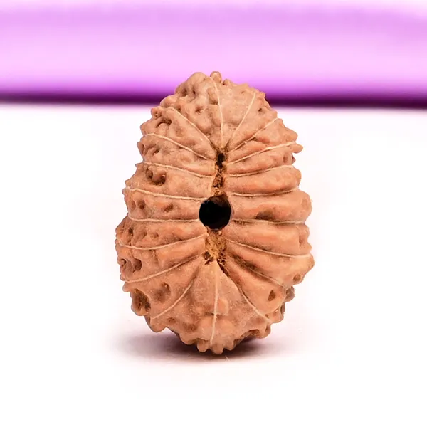 19_Mukhi_From_Java_Indonesia_Large_L