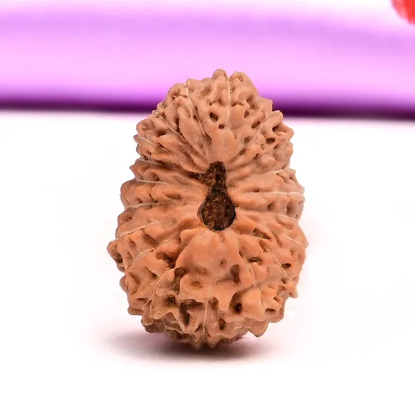 19_Mukhi_From_Java_Indonesia_Large_L