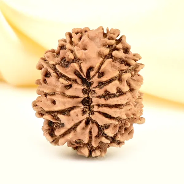 12_Mukhi_From_Nepal_Small_Cdlxxvii