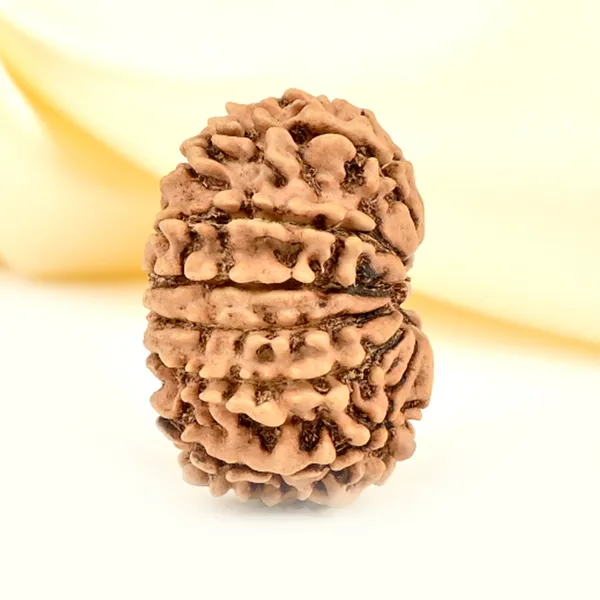 12_Mukhi_From_Nepal_Small_Cdlxxvii