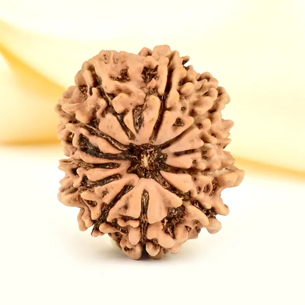 12_Mukhi_From_Nepal_Small_Cdlxxvii