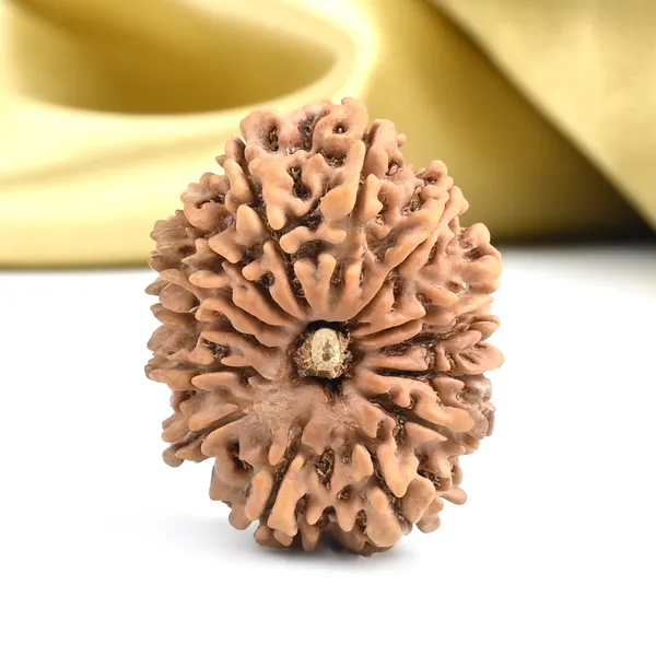 14_Mukhi_From_Nepal_Large_Cvi