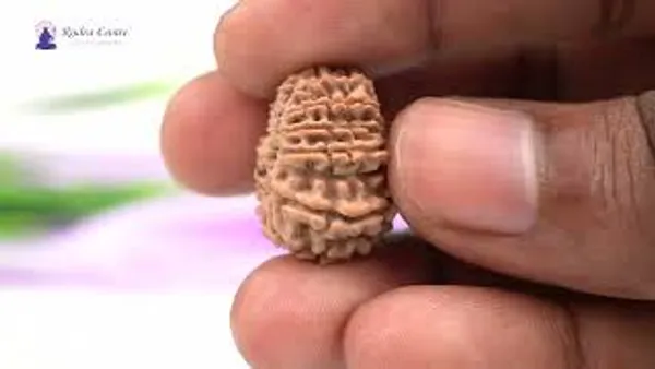 16_Mukhi_From_Nepal_Tiny_Xiii