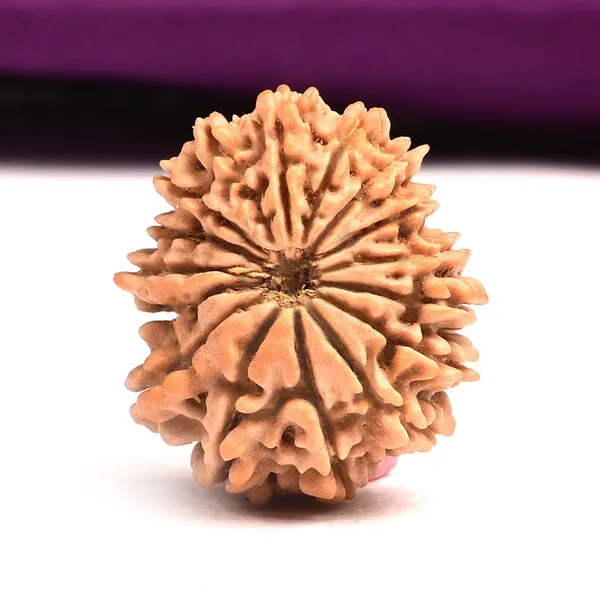 16_Mukhi_From_Nepal_Tiny_Xiii