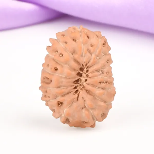 14_Mukhi_From_Java_Indonesia_Small_Ccclvii