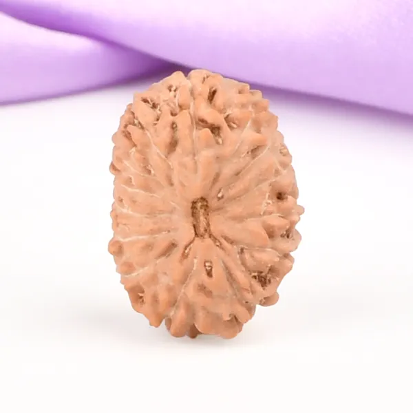 14_Mukhi_From_Java_Indonesia_Small_Ccclvii