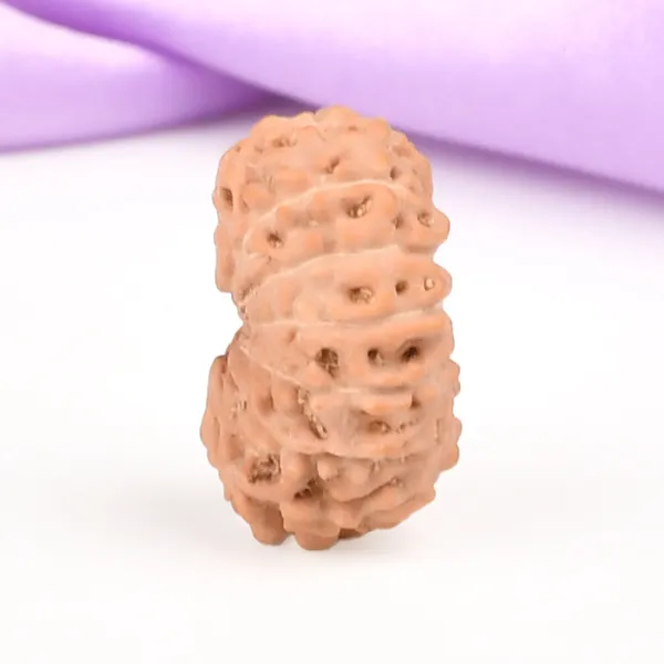 14_Mukhi_From_Java_Indonesia_Small_Ccclvii