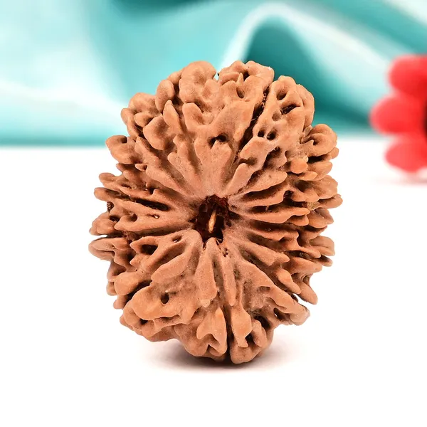 Techpandit_13_Mukhi_Rudraksha_Large_Bead_From_Nepal