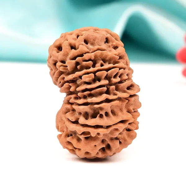 Techpandit_13_Mukhi_Rudraksha_Large_Bead_From_Nepal