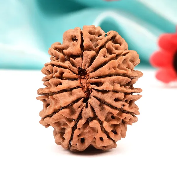 Techpandit_13_Mukhi_Rudraksha_Large_Bead_From_Nepal