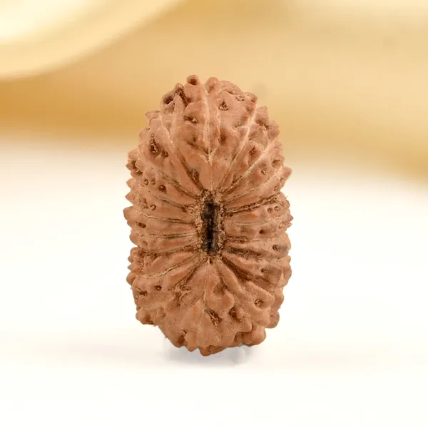 19_Mukhi_From_Java_Indonesia_Small_Clxxiv