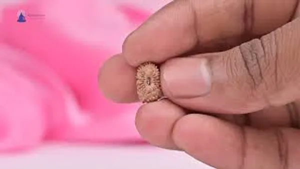 19_Mukhi_From_Java_Indonesia_Small_Clxxiv