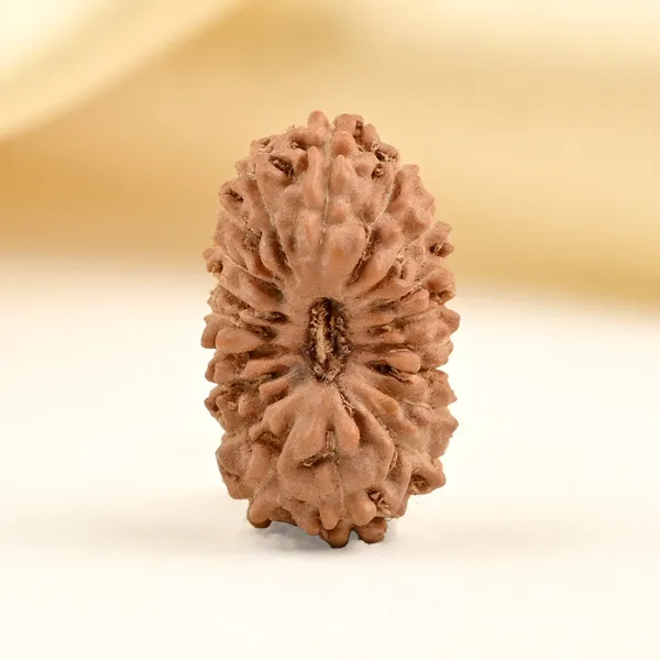 19_Mukhi_From_Java_Indonesia_Small_Clxxiv