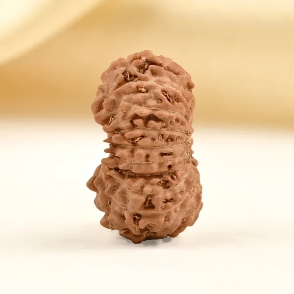 19_Mukhi_From_Java_Indonesia_Small_Clxxiv