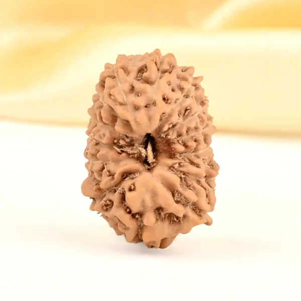 14_Mukhi_Rudraksha_Bead_Indonesia_Brown_Deva_Mani