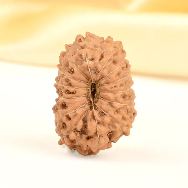 14_Mukhi_Rudraksha_Bead_Indonesia_Brown_Deva_Mani