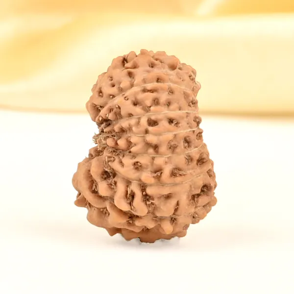 14_Mukhi_Rudraksha_Bead_Indonesia_Brown_Deva_Mani