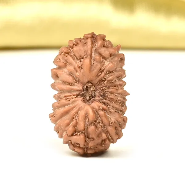 Techpandit_19_Mukhi_Rudraksha_Bead_Indonesia