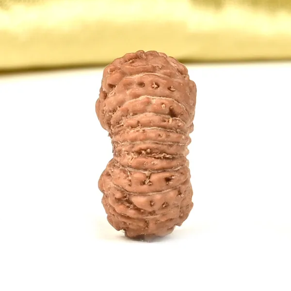 Techpandit_19_Mukhi_Rudraksha_Bead_Indonesia