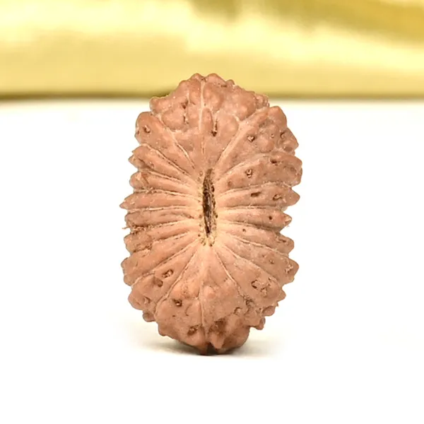 Techpandit_19_Mukhi_Rudraksha_Bead_Indonesia