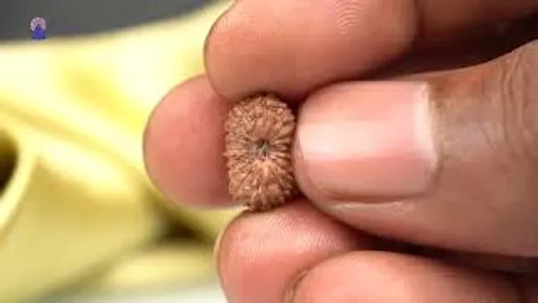 Techpandit_19_Mukhi_Rudraksha_Bead_Indonesia