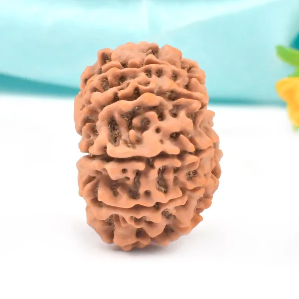 10_Mukhi_From_Nepal_Large_Clxxxiii