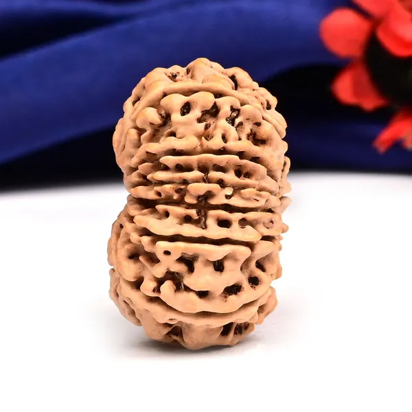 12_Mukhi_From_Nepal_Large_Cxxvii