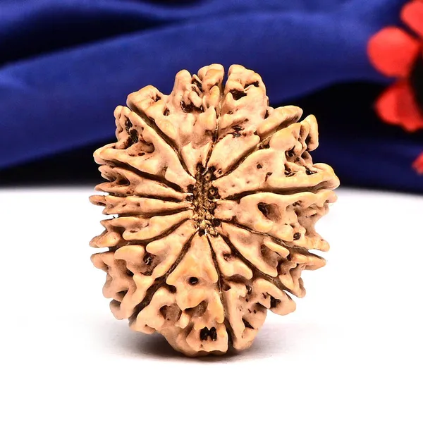 12_Mukhi_From_Nepal_Large_Cxxvii
