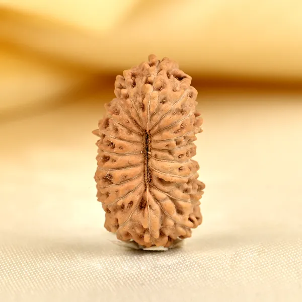19_Mukhi_From_Java_Indonesia_Large_Lxxx