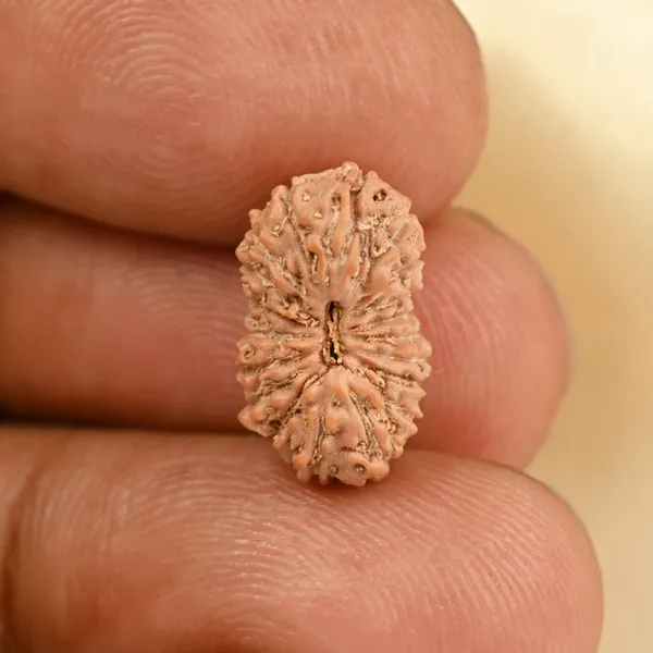 19_Mukhi_From_Java_Indonesia_Small_Cxci