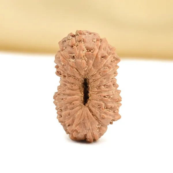 19_Mukhi_From_Java_Indonesia_Small_Cxci
