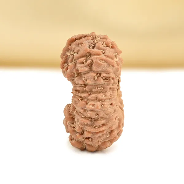 19_Mukhi_From_Java_Indonesia_Small_Cxci