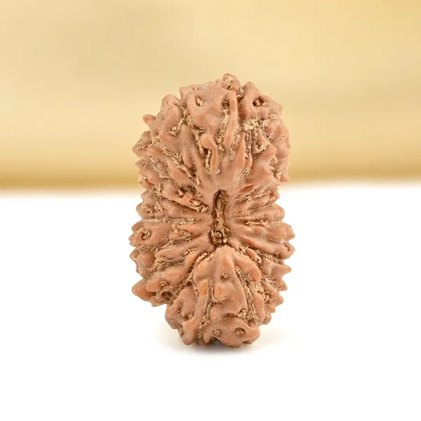 19_Mukhi_From_Java_Indonesia_Small_Cxci