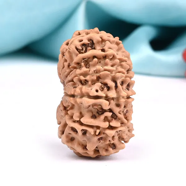 13_Mukhi_From_Nepal_Large_Cxxi