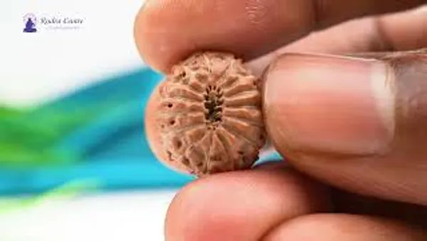 15_Mukhi_Java_Rudraksha_Bead_For_Emotional_Balance