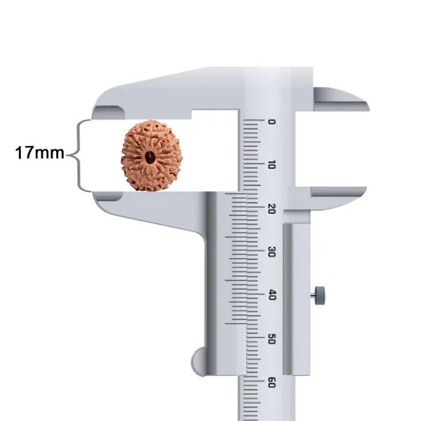 15_Mukhi_Java_Rudraksha_Bead_For_Emotional_Balance