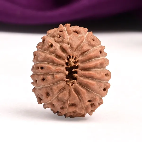 15_Mukhi_Java_Rudraksha_Bead_For_Emotional_Balance
