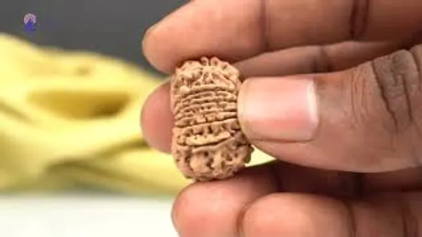 14_Mukhi_From_Nepal_Small_Ccxxxix