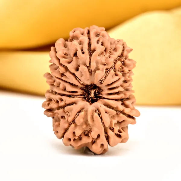 14_Mukhi_From_Nepal_Small_Ccxxxix